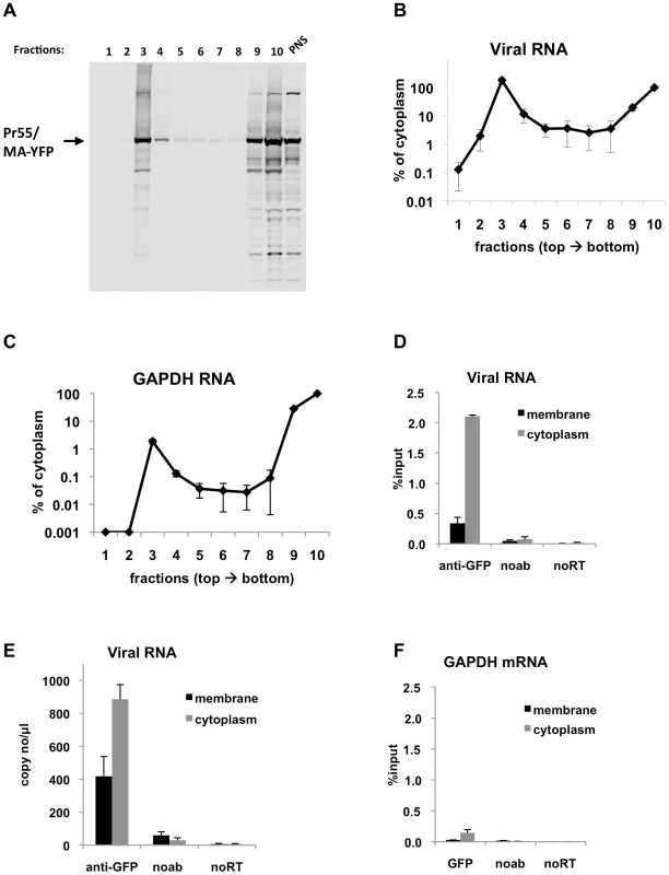 Immunoprecipitation of genomic viral RNA from membrane and cytoplasmic fractions of HIV-1 infected MT2 cells.
