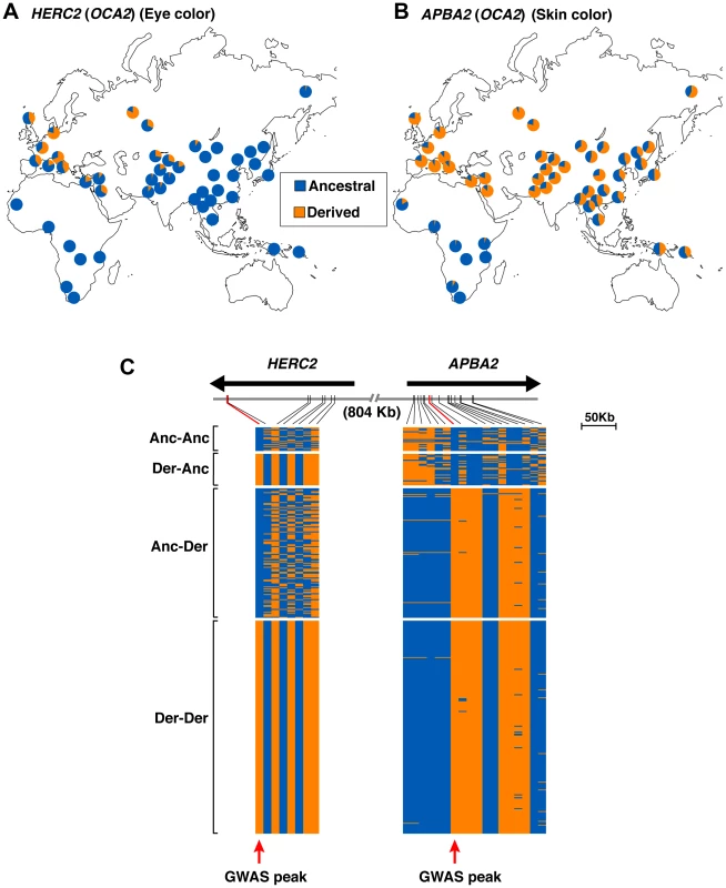 Allele frequency and haplotype analysis for eye and skin color loci at 15q13.1.