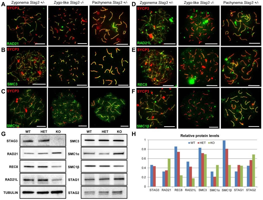 Mutation of <i>Stag3</i> does not affect the localization of components of the mitotic cohesin complex, but is required for the localization and stability of meiosis-specific cohesin subunits.