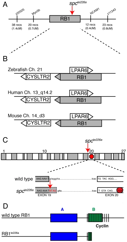 <i>spc<sup>te226a</sup></i> mutation induces a premature stop codon and truncation of Rb1.