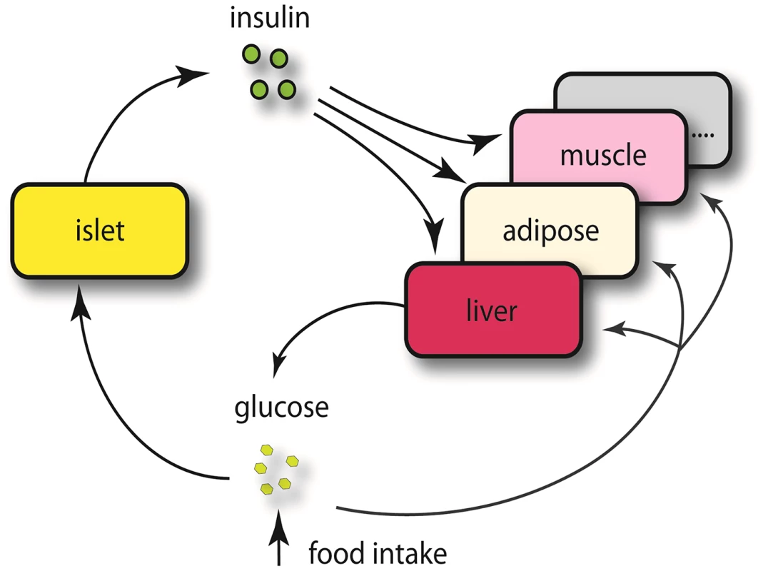 Schematics view of insulin regulation.