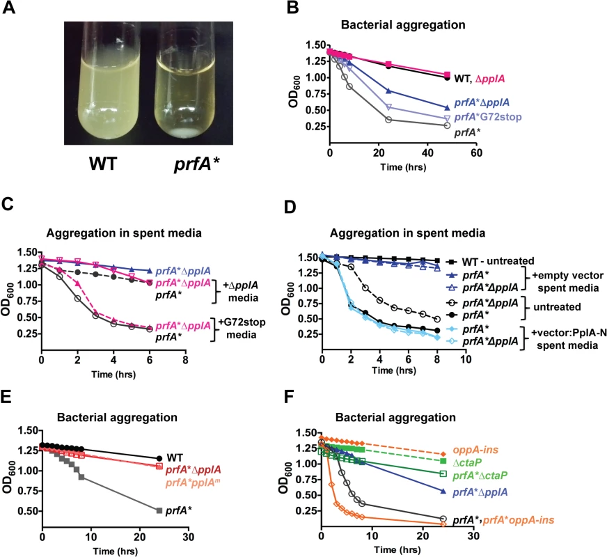 pPplA enhances bacterial aggregation in broth culture.