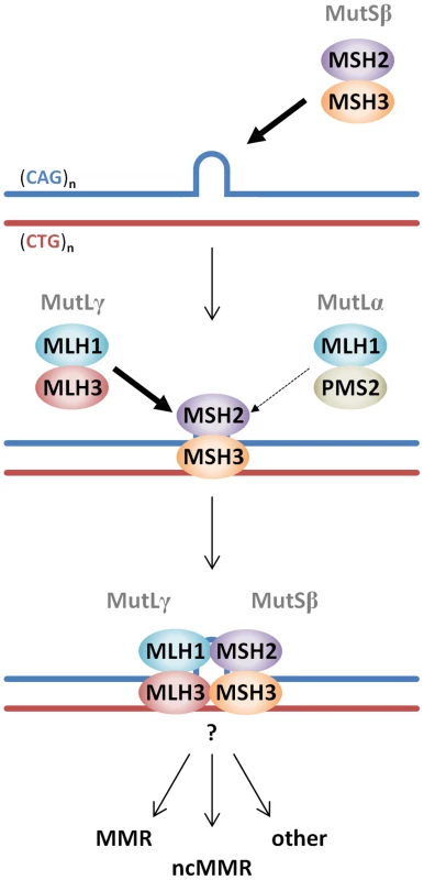 Proposed model of MutS and MutL-dependent events leading to CAG•CTG somatic instability.