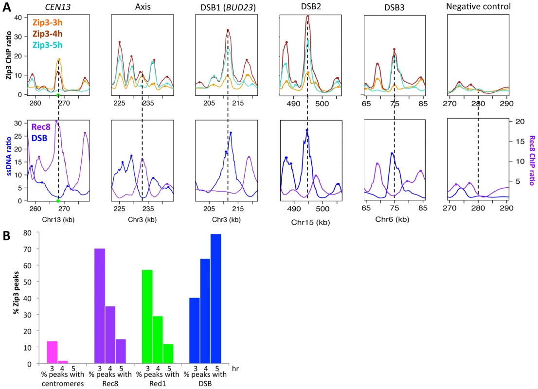 Genome-wide, Zip3 associates sequentially with different chromosomal structures.