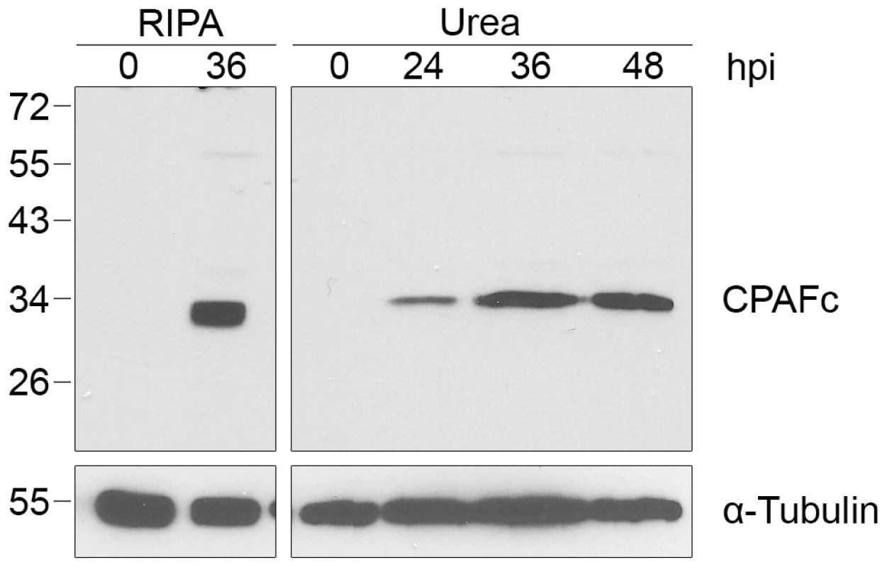 CPAF is autocatalytically cleaved into its active form in <i>Chlamydia-</i>infected cells.