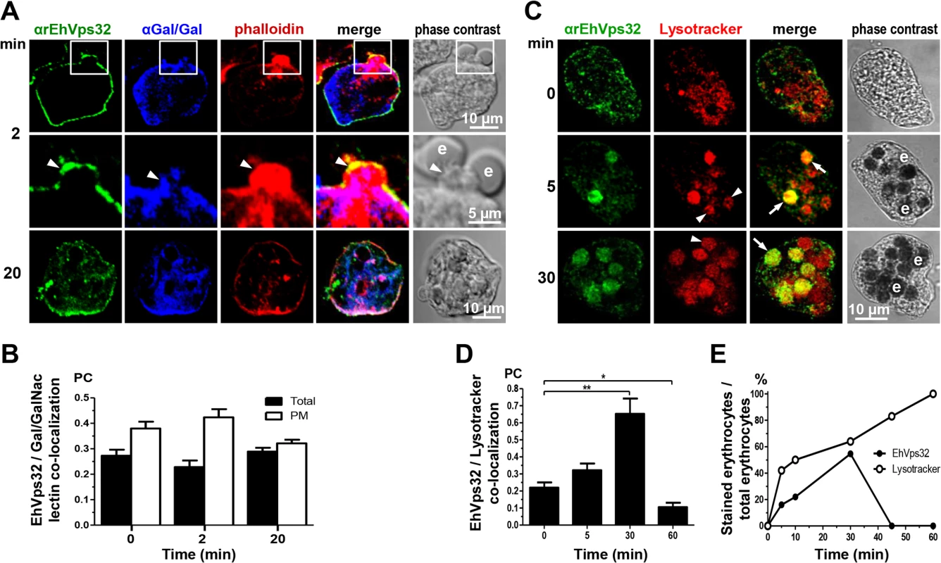 Co-localization of EhVps32, Gal/GalNac lectin, actin and Lysotracker during erythrophagocytosis.