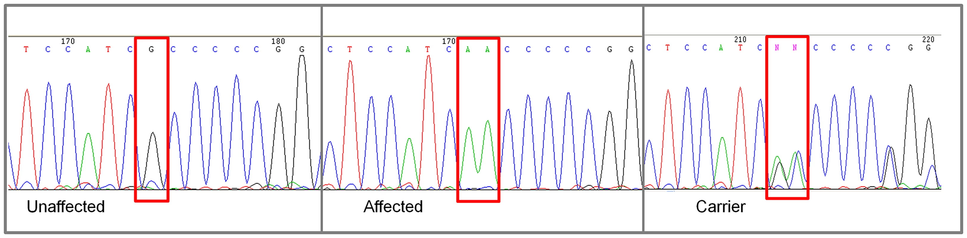 Chromatograms of <i>NKX2-8</i> exon 2 sequence where a mutation of G to AA was found in an affected Weimaraner.