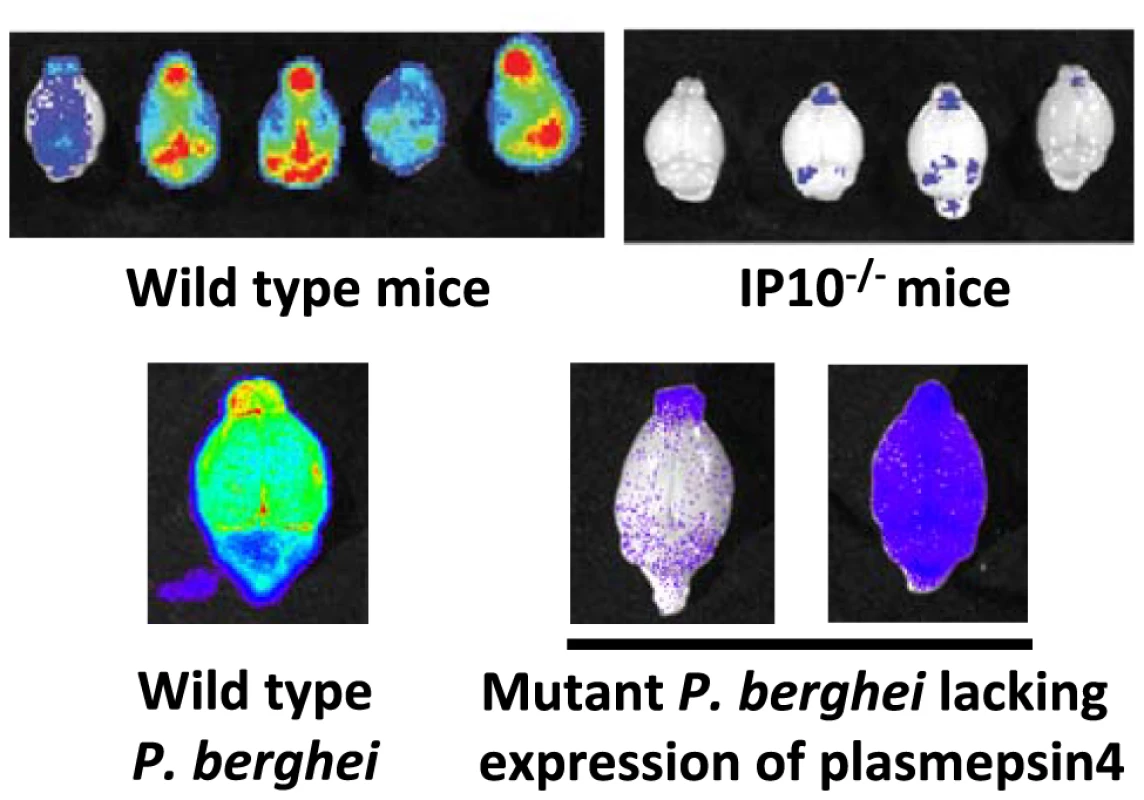 Imaging of transgenic <i>P. berghei</i> ANKA parasites in brains of mice ex vivo.