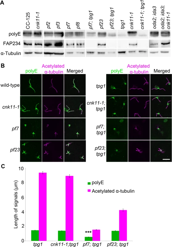 The localization of polyglutamylated tubulin is affected by both <i>tpg1</i> and <i>pf7</i>.