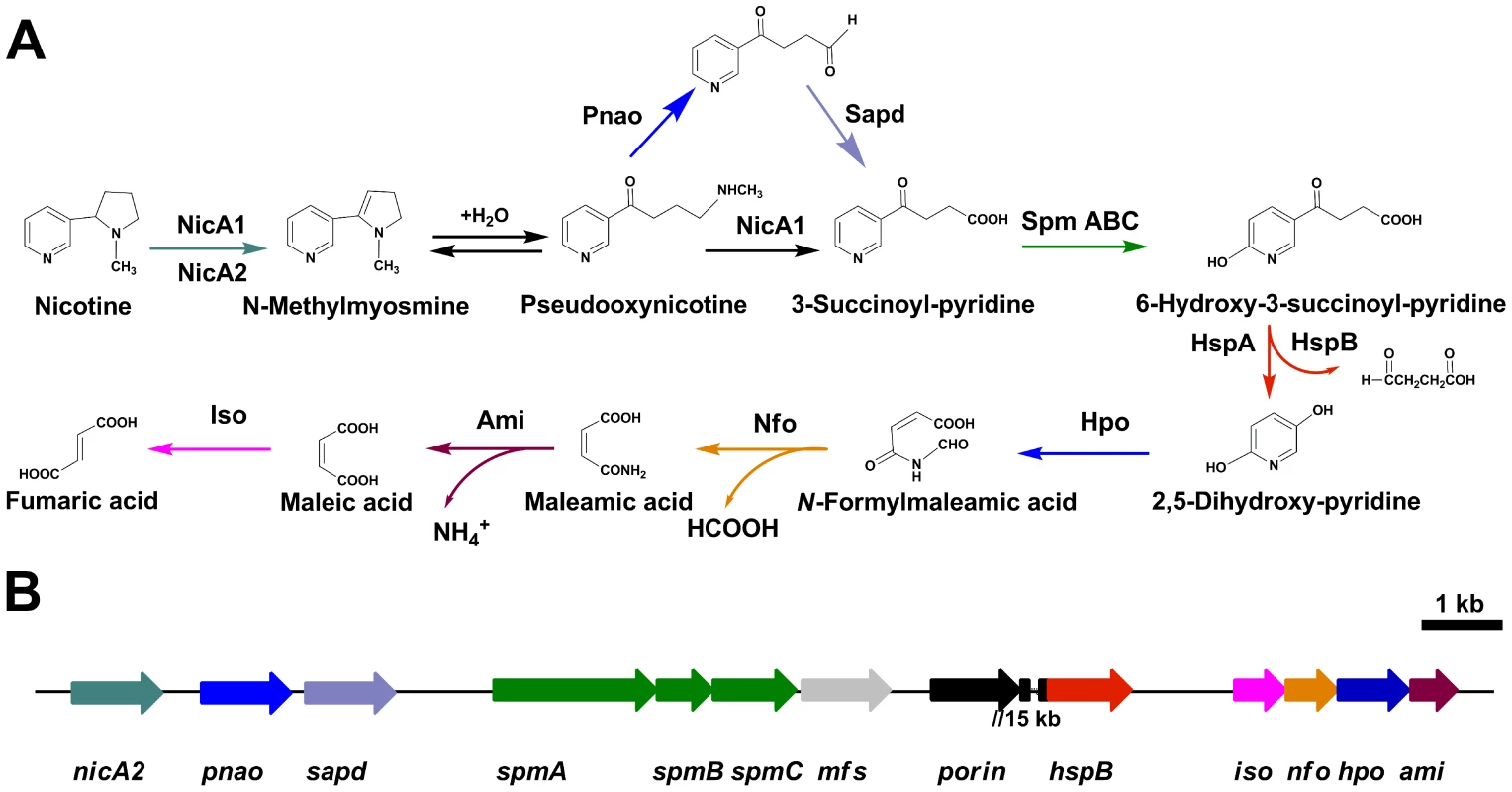 Pyrrolidine pathway of nicotine catabolism in <i>P. putida</i> S16.