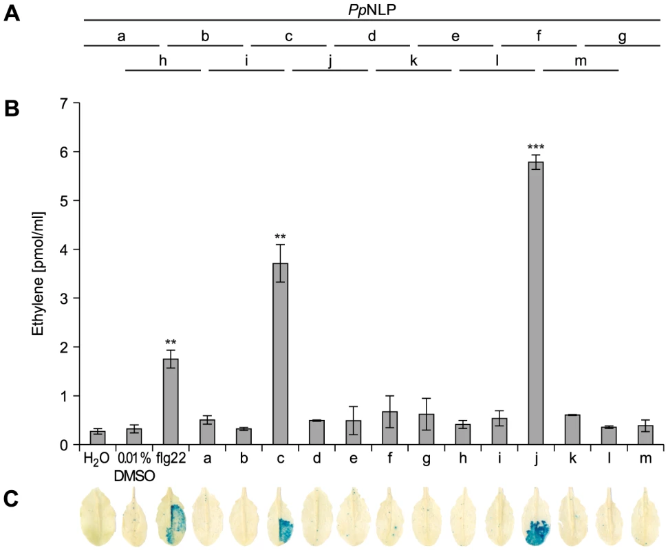 Immunogenic activities in <i>Arabidopsis</i> of synthetic <i>Pp</i>NLP sequence-derived peptides.