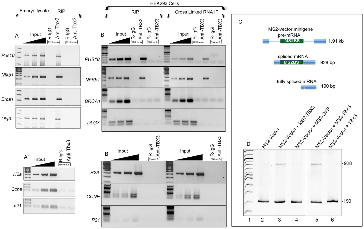 Endogenous Tbx3/TBX3 associates with specific mRNAs in mouse embryonic tissues and HEK293 cells.