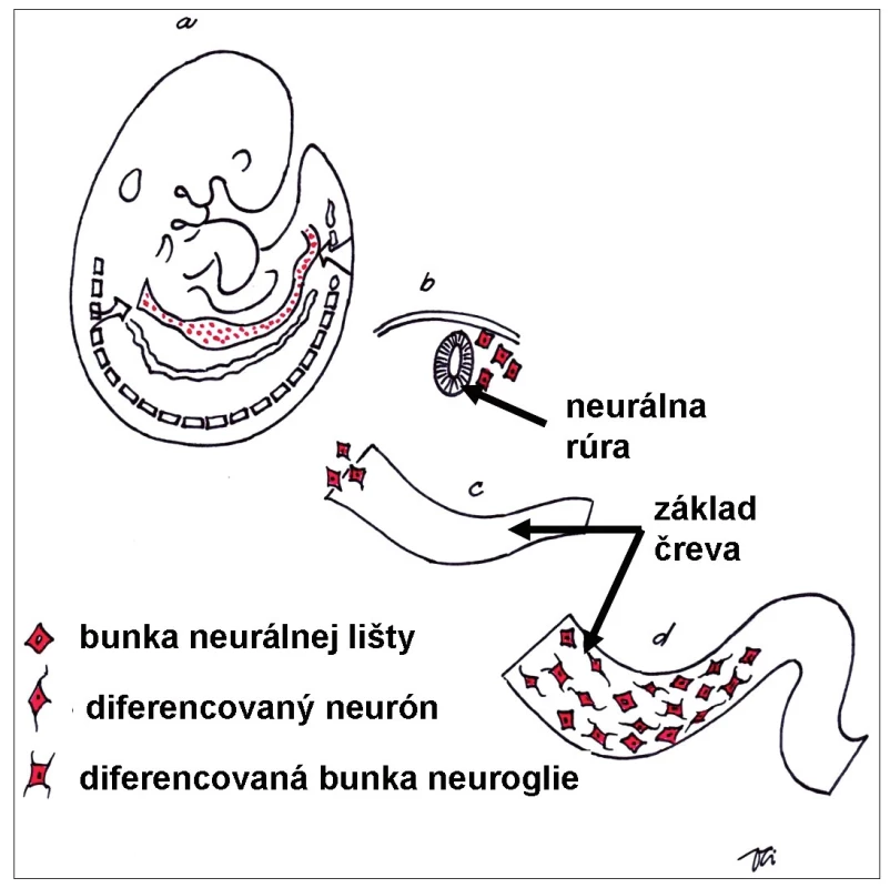 Schéma embrya počas 5. týždňa vývinu. Bunky neurálnej lišty po uzavretí neurálnej rúry (základ centrálneho nervového systému) migrujú do celého tela embrya. Vo vyvíjajúcom sa čreve dajú základ nervovým aj neurogliovým bunkám črevného nervového systému. 
Fig. 1. Schematic drawing of human embryo during 5th week of development. The neural crest cells after closure of the neural tube (future central nervous system) migrate to many specific locations in the body. In the wall of developing gut they differentiate into the neurons and supporting neuroglial cells of the future enteric nervous system.