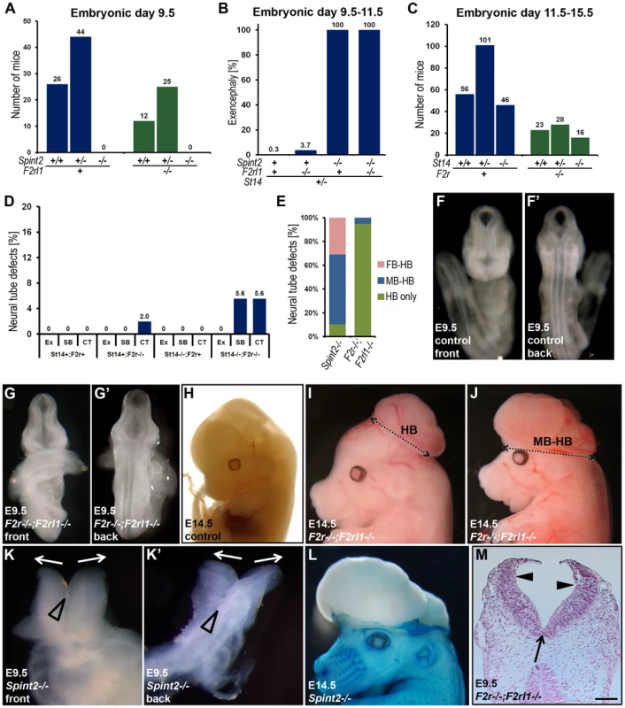 Neural tube defects and embryonic lethality in HAI-2–deficient mice are not dependent on PAR-2, and combined PAR-1 and matriptase deficiency does not phenocopy combined PAR-1 and PAR-2 deficiency.