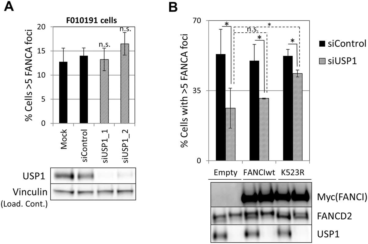 Deubiquitination of FANCI by USP1 is required for FA core complex foci formation.
