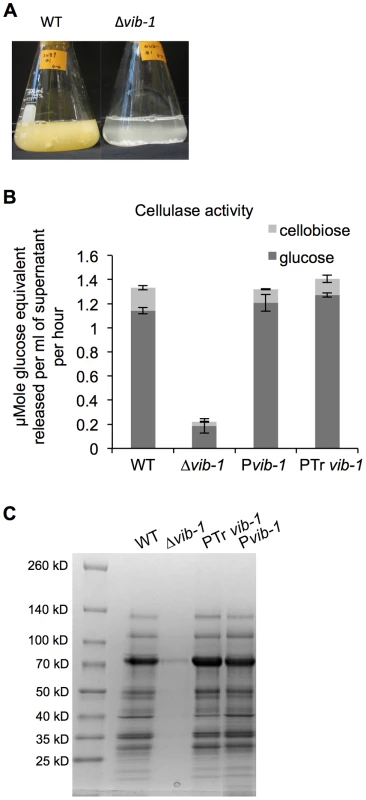Deletion of <i>vib-1</i> abolishes production of cellulases and utilization of cellulosic material.