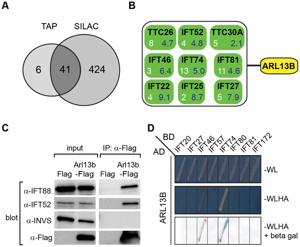 ARL13B associates with IFT-B complex via IFT46 and IFT74 interactions.