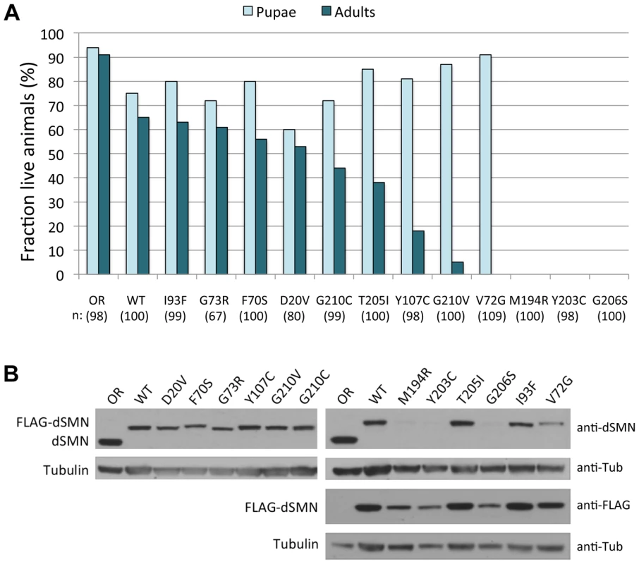 SMA patient-derived mutations show a range of life expectancies in <i>Drosophila</i>.