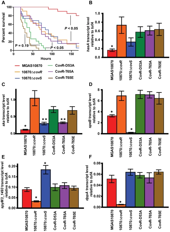 CovR phosphorylation affects GAS virulence and gene expression during infection.
