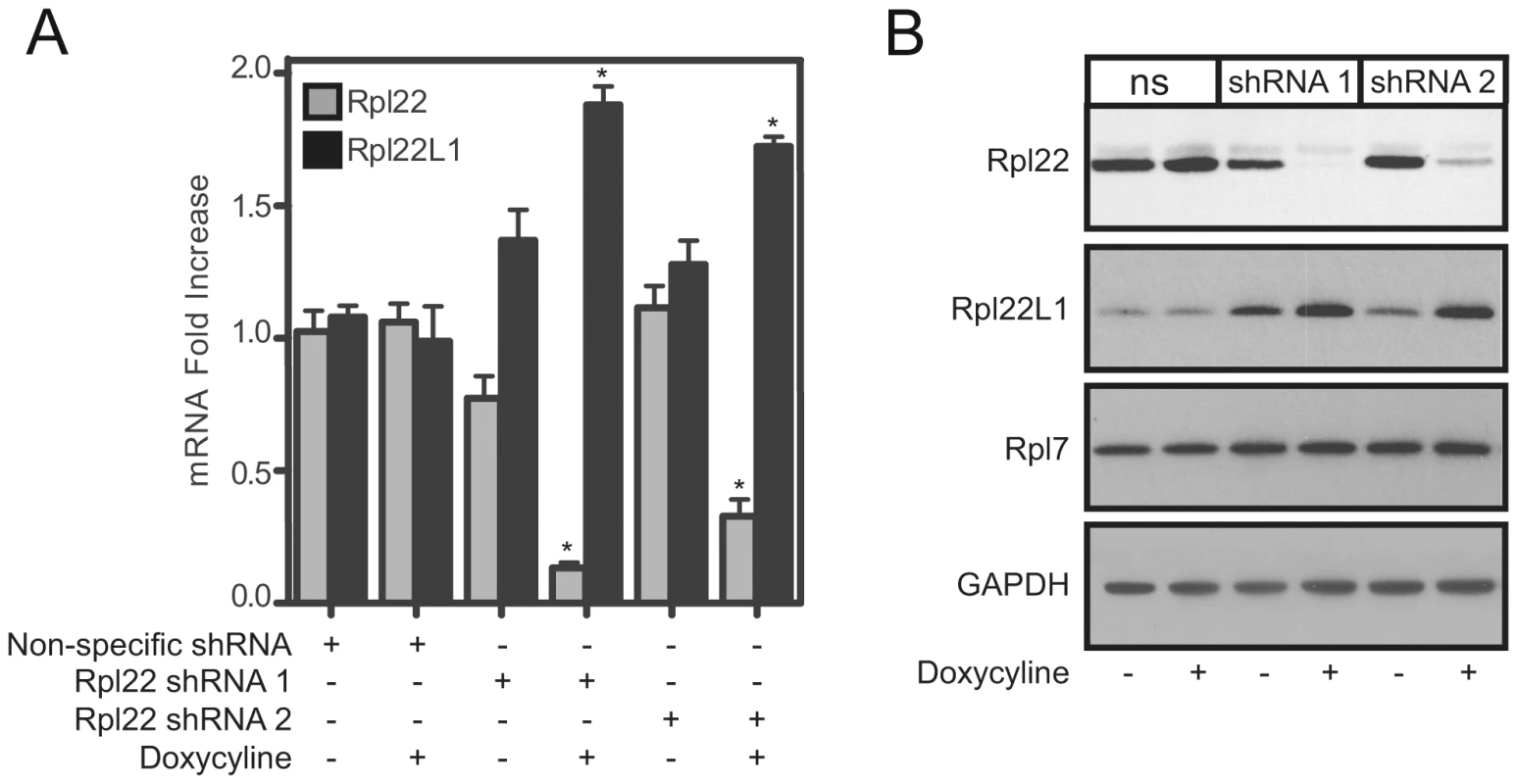 Acute knockdown of Rpl22 enhances Rpl22l1 expression.
