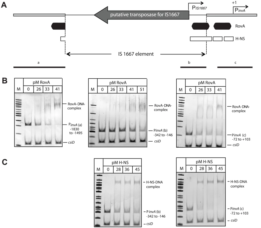 RovA and H-NS binding to the <i>Y. enterocolitica</i> O:3 <i>invA</i> regulatory region.