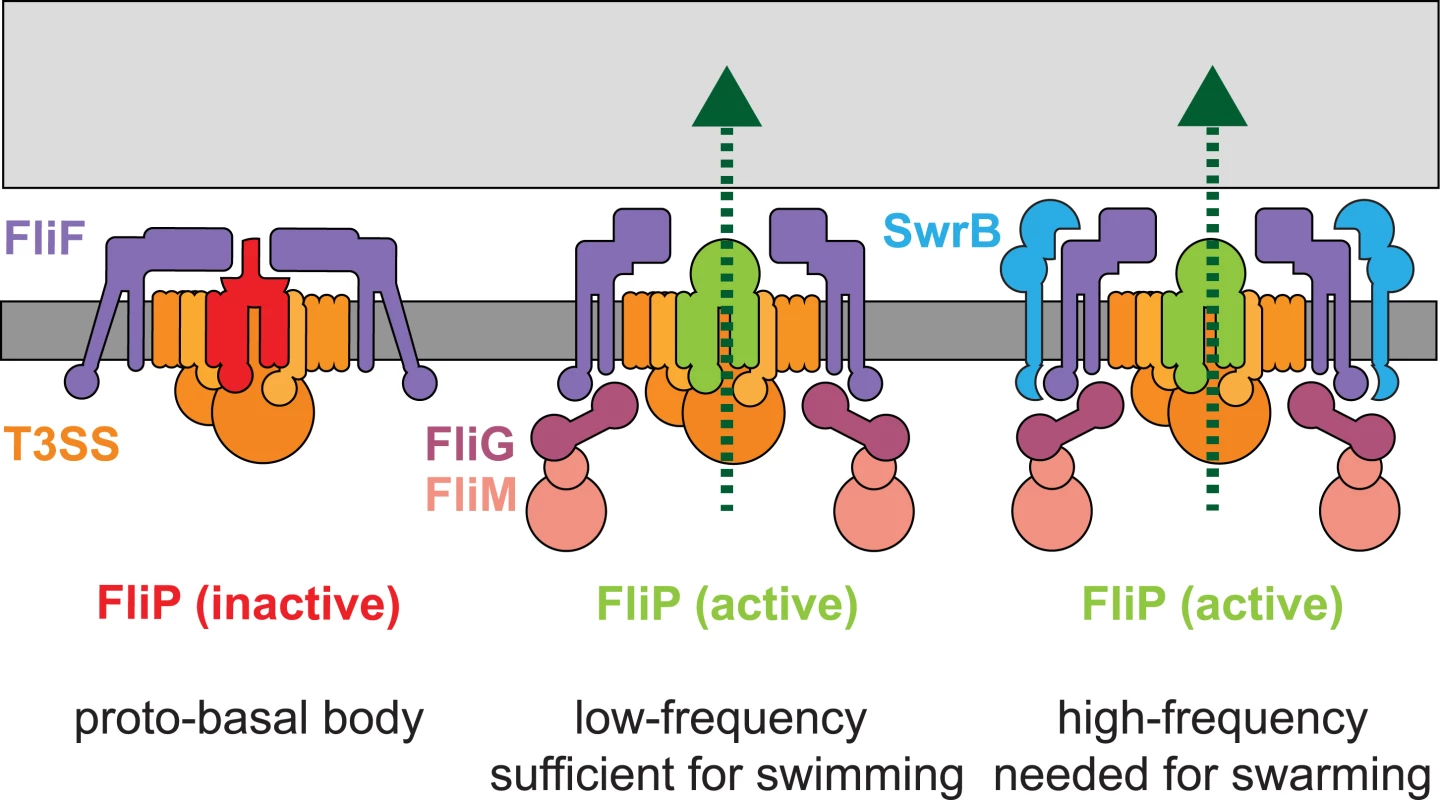SwrB activates flagellar type III secretion.