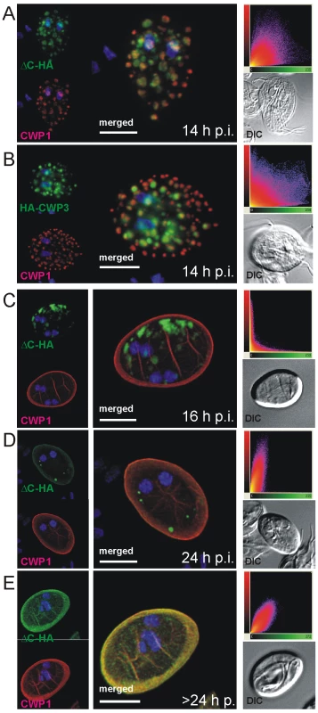 Confocal microscopy of the Flag-CWP2-HA and HA-CWP3 reporters in representative cells during late stages of encystation.