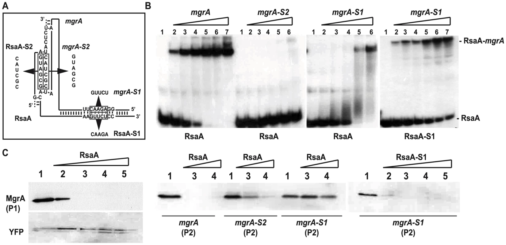 Contribution of the two binding sites of RsaA-<i>mgr</i>A duplex on translation repression.