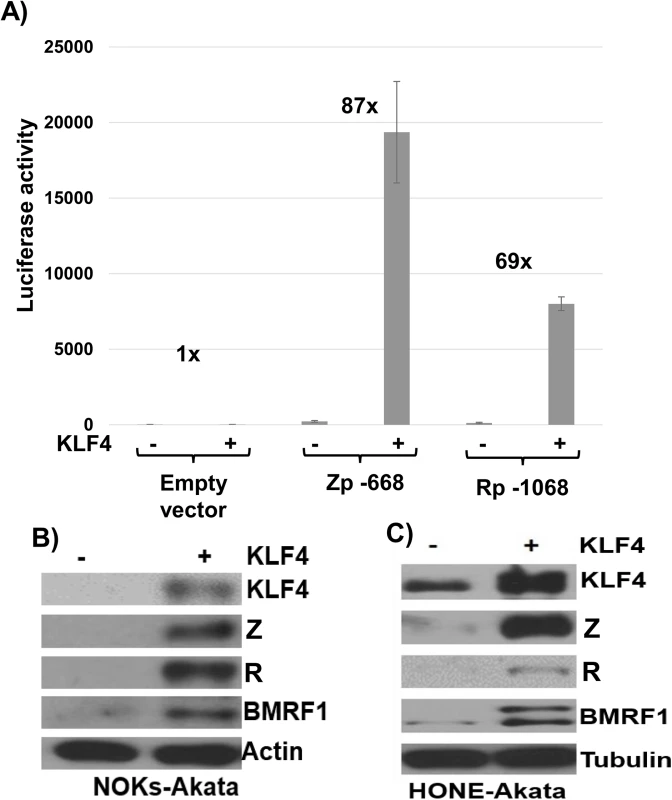 KLF4 activates both the Zp and Rp IE EBV promoters in reporter gene assays and induces lytic EBV reactivation when over-expressed in latently infected epithelial cells.