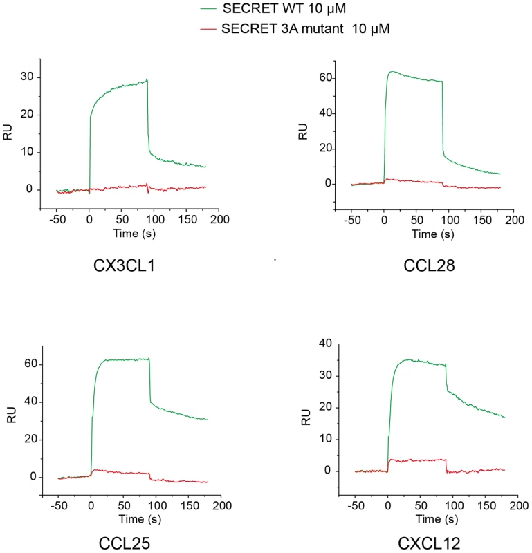 Sensograms of passing the SECRET domain wild type (green) and D167A/E169A/D316A mutant (red) through the CM5 chip surface immobilized with chemokines CX3CL1, CCL28, CCL25, and CXCL12, respectively.