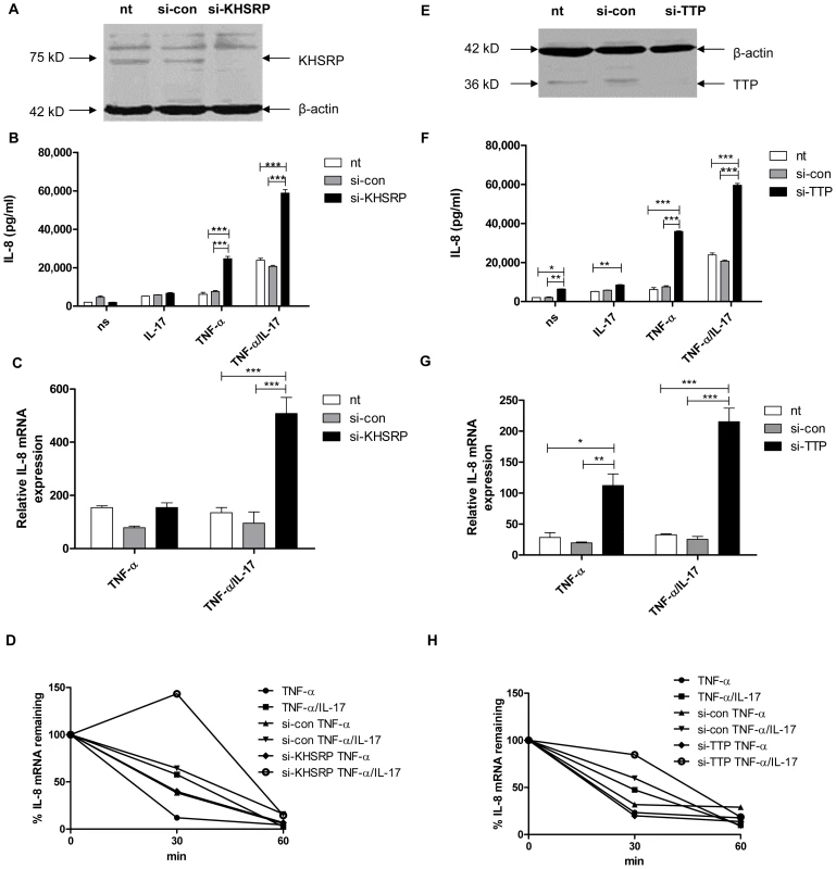 KHSRP and TTP down-regulate IL-8 expression by promoting degradation of IL-8 mRNA.