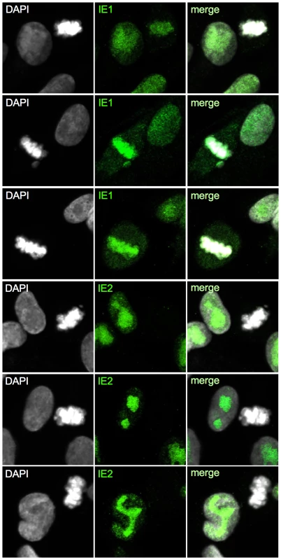 Selective down-regulation of IE2 protein in mitotic cells.