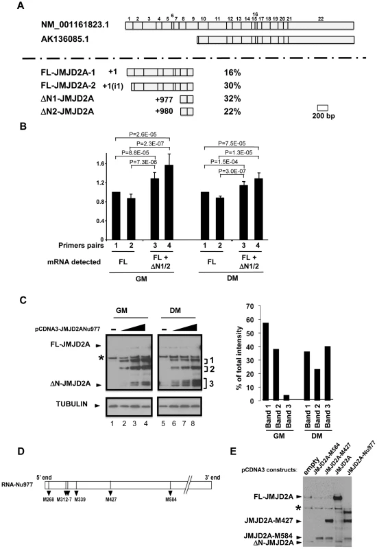 Characterization of the small isoform of JMJD2A.