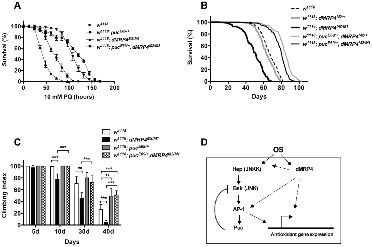 Extending lifespan of <i>dMRP4</i> deficiency by a mild increase in JNK signaling under both paraquat resistance and normal condition.