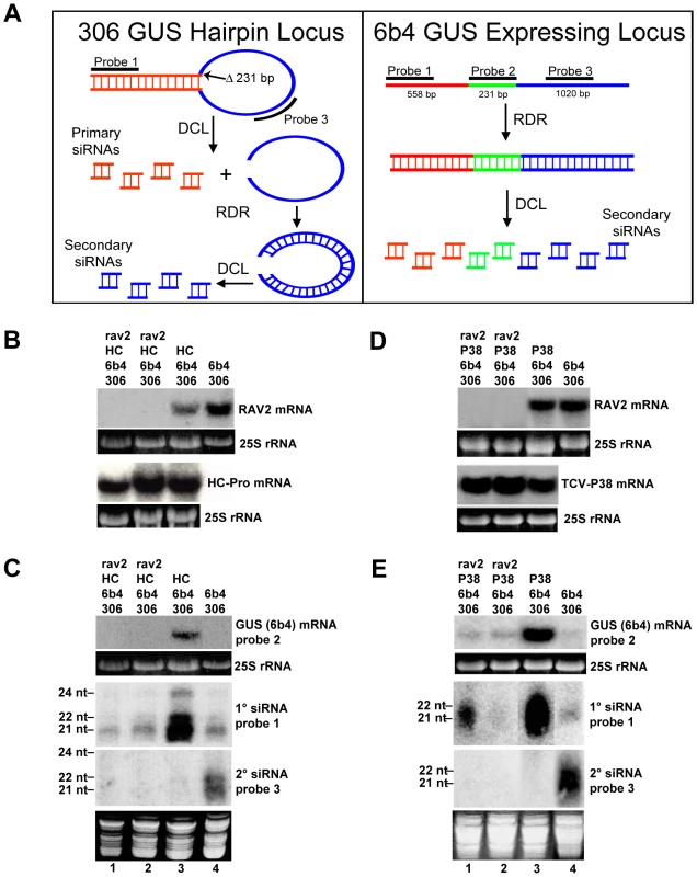 <i>RAV2</i> is Required for Suppression of Hairpin Transgene Silencing by Two Unrelated Viral Suppressors.