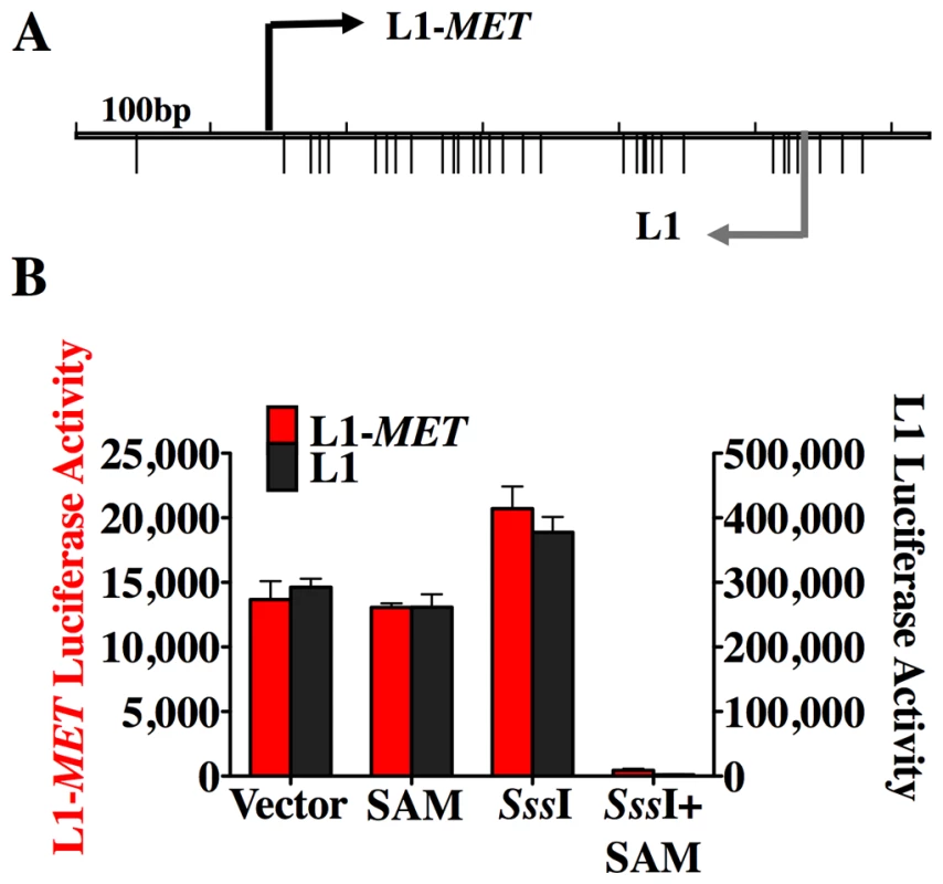DNA methylation silences the L1-MET promoter.