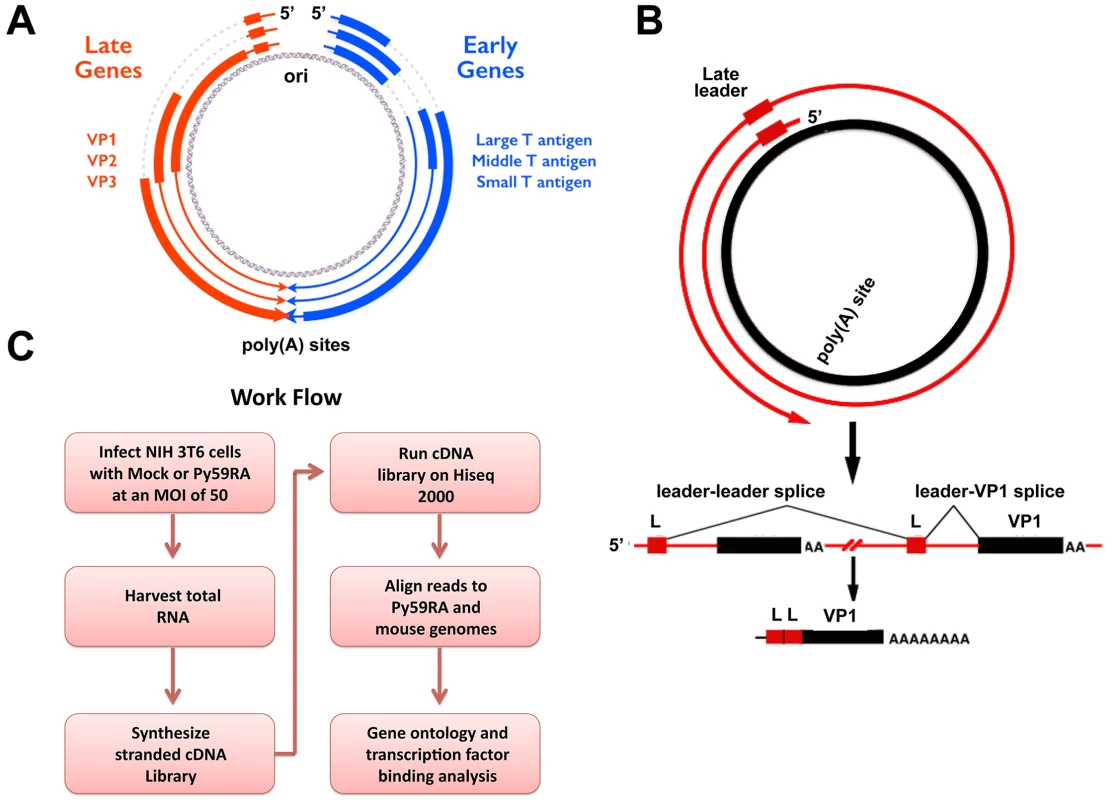 Polyomavirus genome and work flow.