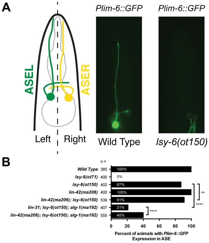 <i>lin-42</i> suppresses neuronal phenotypes associated with <i>lsy-6</i> miRNA-mediated cell fate specification.