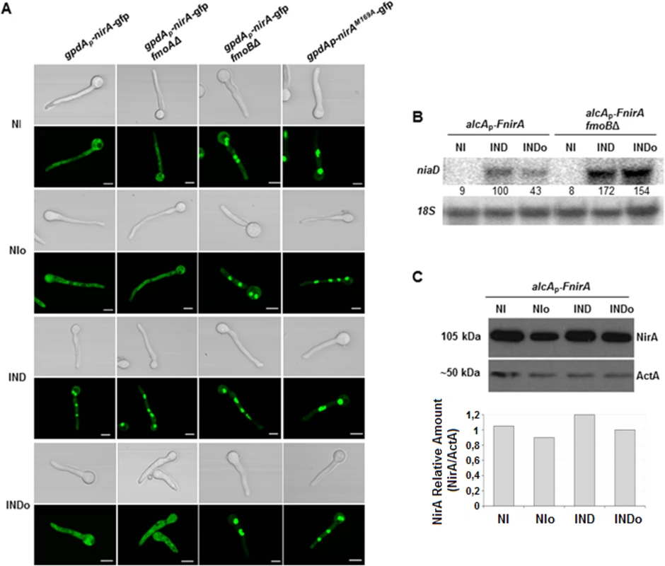 Methionine oxidation in the NirA-NES defines subcellular localization and activity.