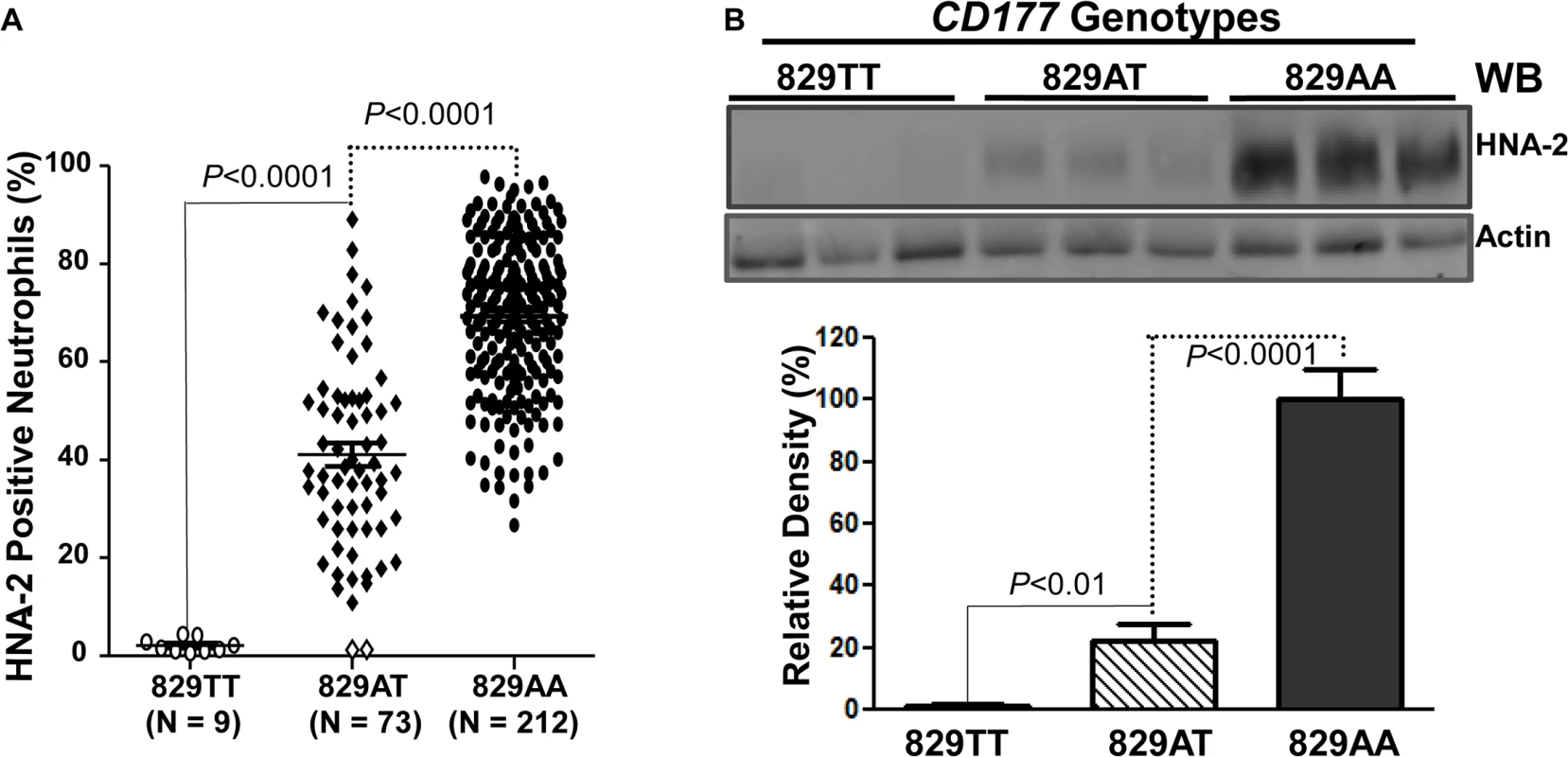 Association of <i>CD177</i> SNP 829A&gt;T with HNA-2 expression.