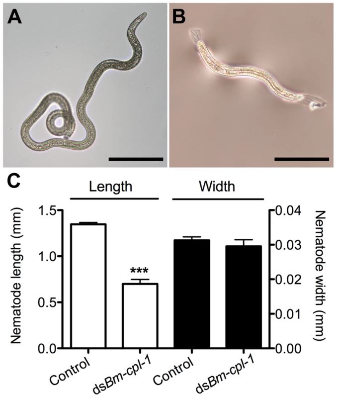 <i>Bm-cpl-1</i>-suppressed <i>B. malayi</i> are significantly shorter than control worms.
