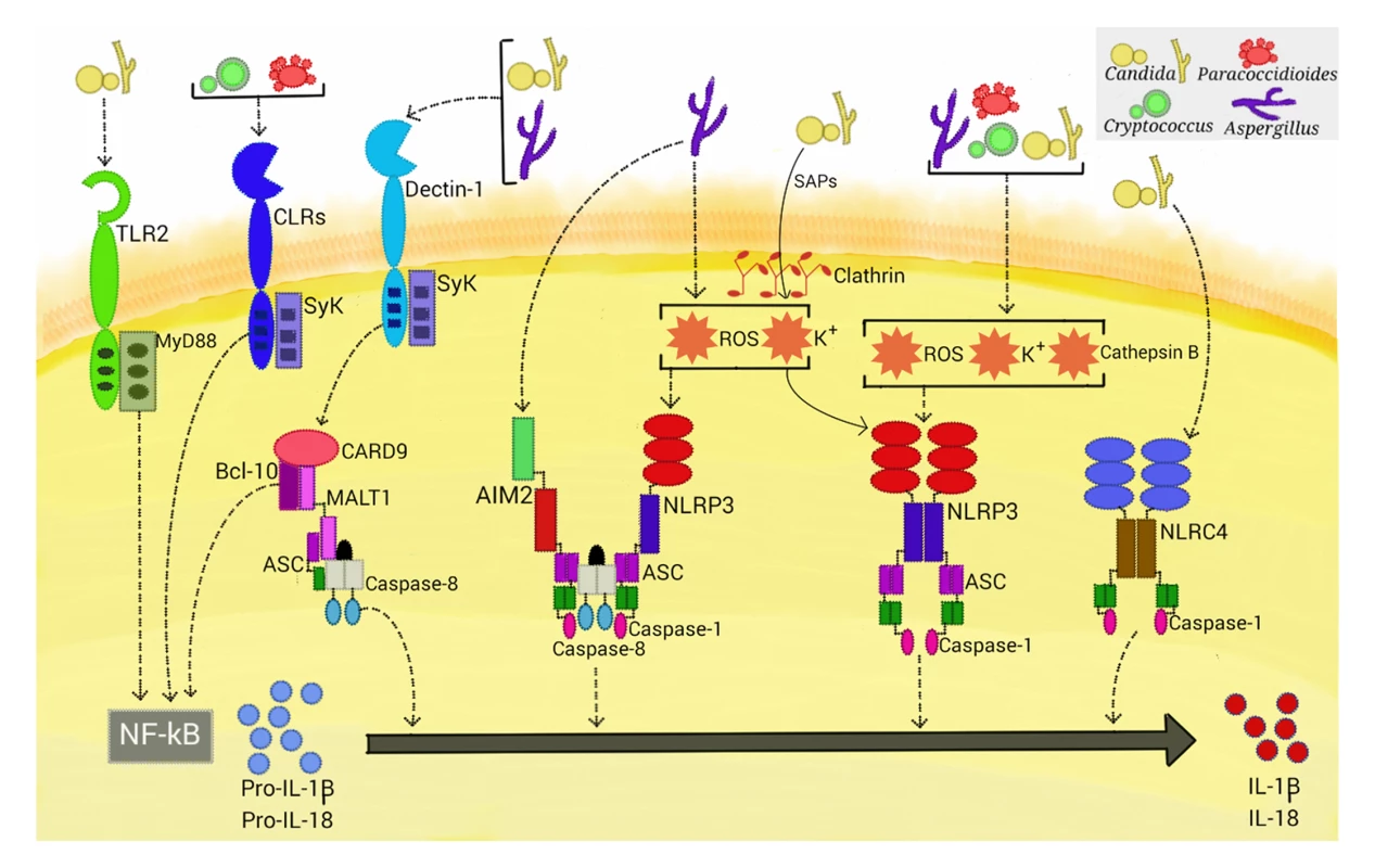 Activation of inflammasomes by fungal pathogens.