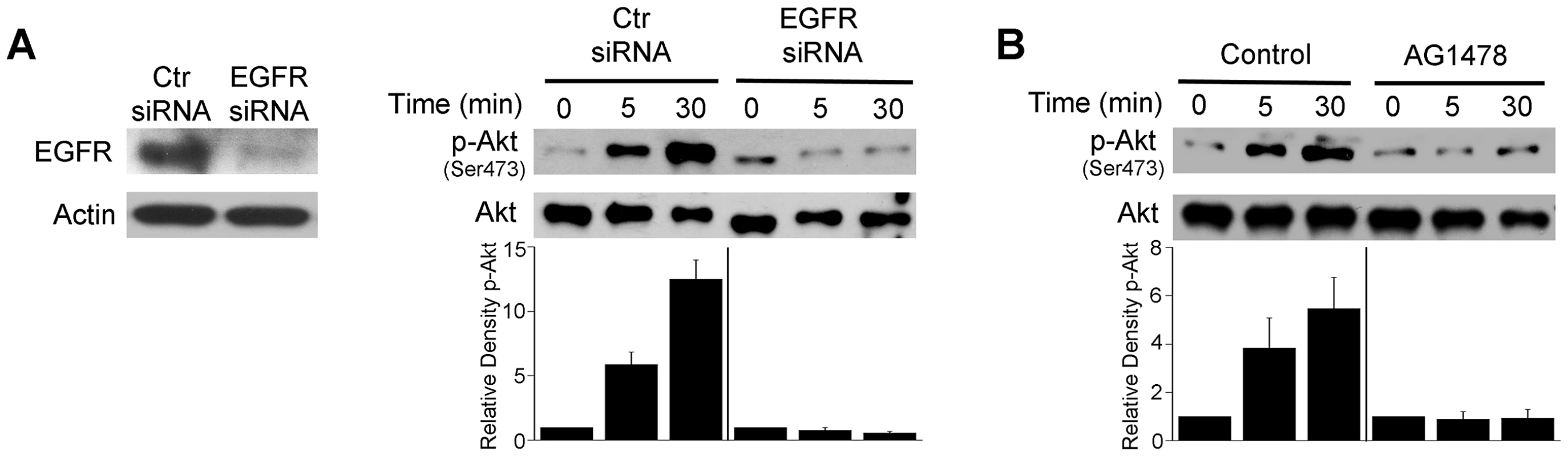 EGFR mediates Akt activation induced by <i>T. gondii</i>.