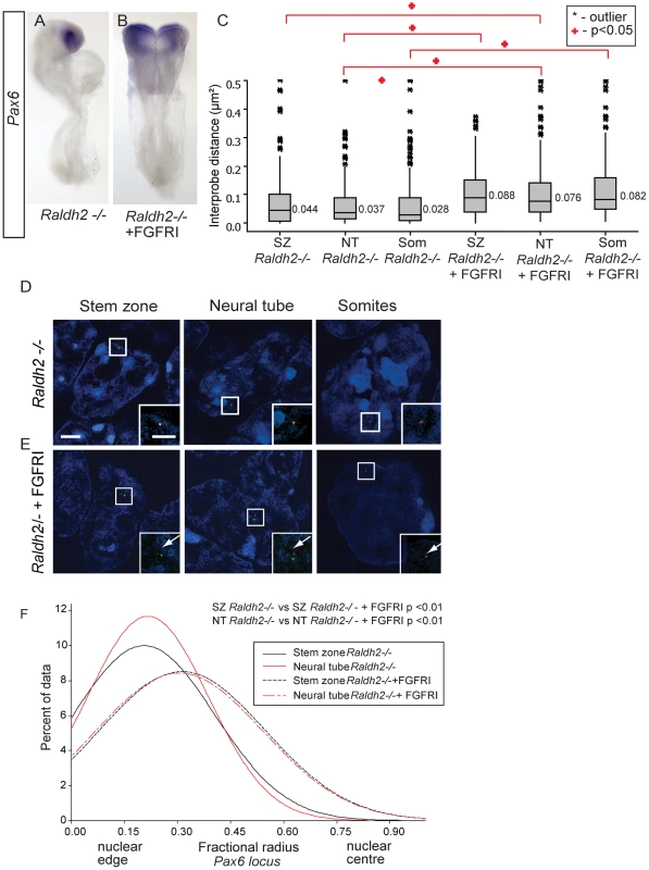 Inhibition of FGFR signalling in <i>Raldh2</i> mutants rescues higher order chromatin organisation around the <i>Pax6</i> locus, but not <i>Pax6</i> transcription.