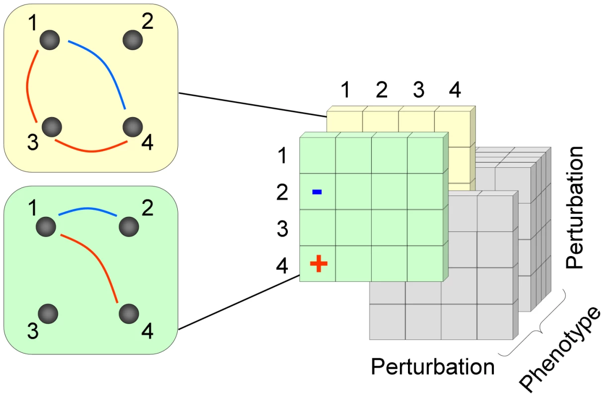 A schematic representation of the 3D epistatic map.