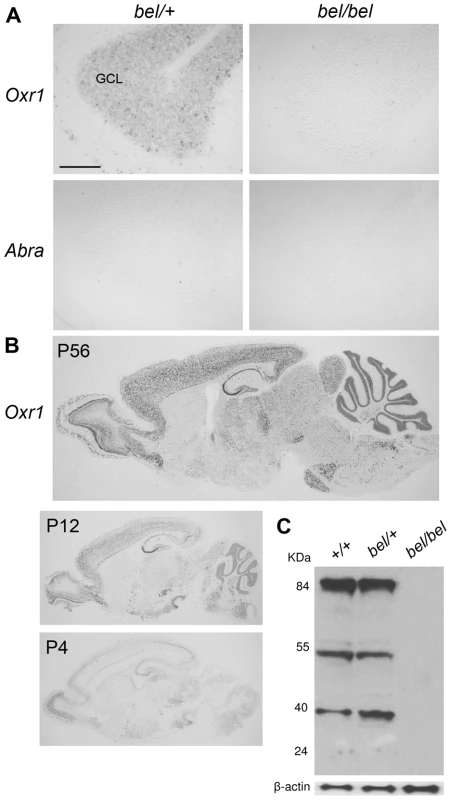 Oxr1 is absent in <i>bel</i> mice but highly expressed in the wild-type postnatal brain.