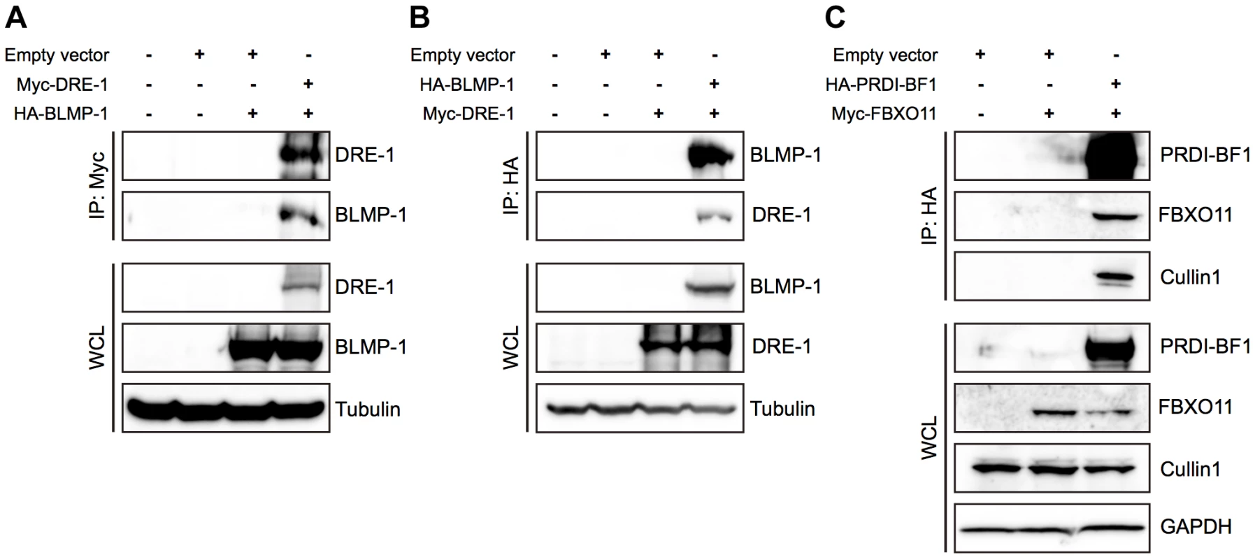 BLMP-1 and DRE-1 are co-immunoprecipitated in human cell cultures, as are their human orthologs PRDI-BF1 and FBXO11.