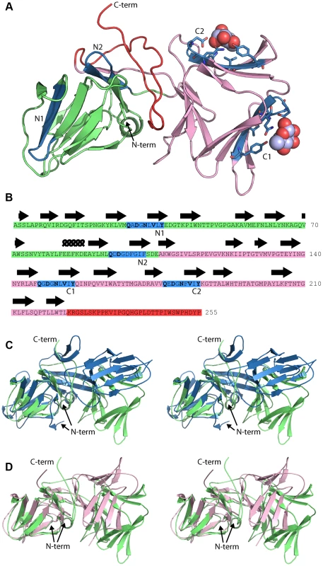 Crystal structure of pyocin L1 reveals tandem MMBL domains and sugar-binding motifs.