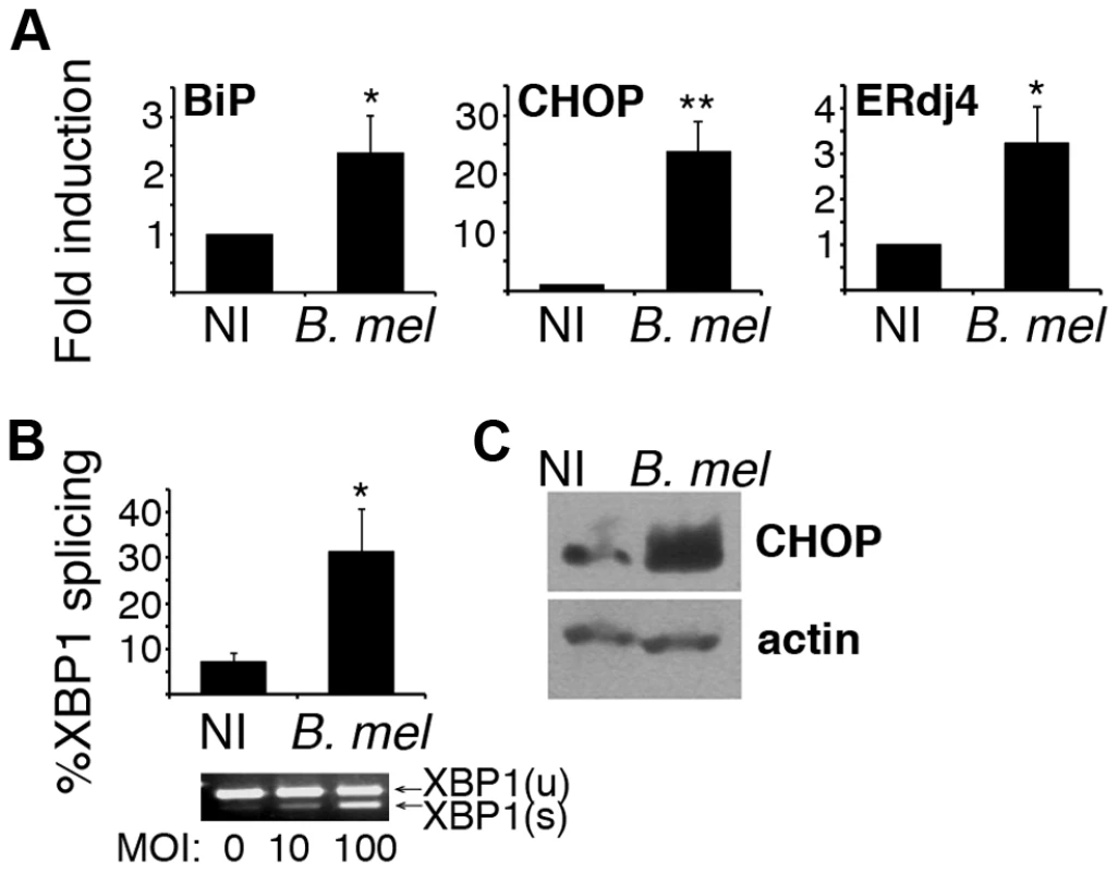 <i>Brucella</i> infection activates the UPR in macrophages <i>in vitro</i>.