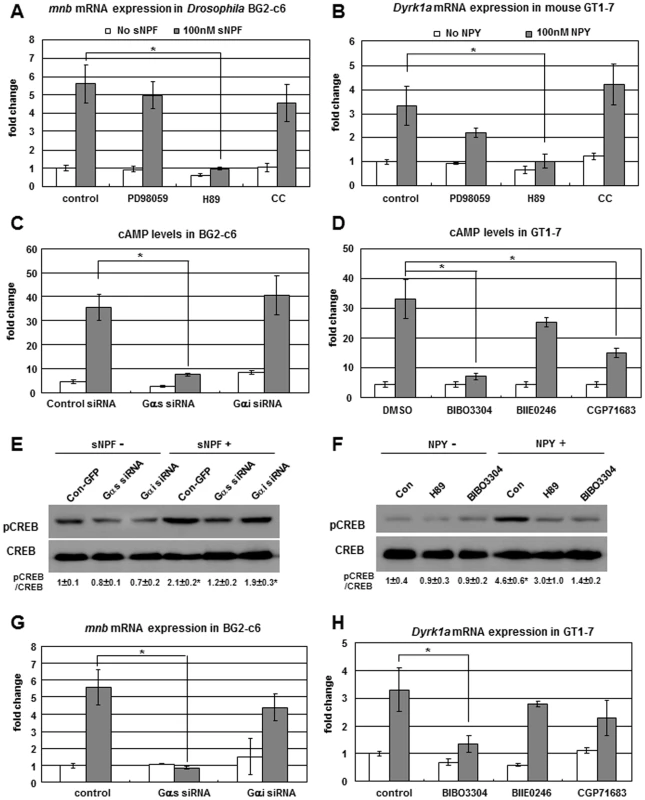sNPF/NPY-sNPFR1/NPYR1-PKA-CREB-mnb/Dyrk1a signaling in <i>Drosophila</i> neuronal BG2-c6 cells and mouse hypothalamic GT1-7 cells.
